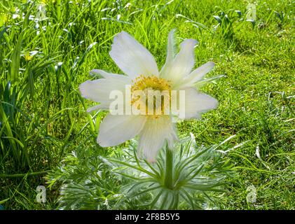 Weiß blühende Pasque Blume, Pulsatilla vulgaris, Alba, Bayern, Deutschland, Europa Stockfoto