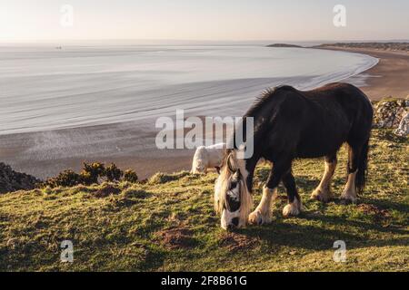 Dunkles Pferd mit Blick auf den Strand von Rhossili Bay, Gower Peninsula, South Wales, Großbritannien. Keine Menschen, braun getönt Stockfoto