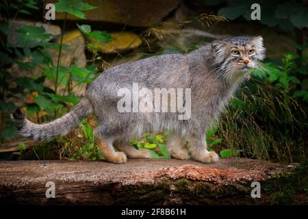 Manul oder Pallas-Katze, Otocolobus manul, niedliche Wildkatze aus Asien. Wildlife-Szene aus der Natur. Tier in der Natur Lebensraum, Wald in Nepal. Stockfoto