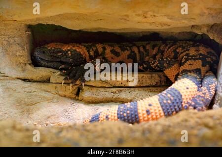 Gila Monster, Heloderma suspectum, giftige Eidechse aus den USA und Mexiko versteckt in einer Felshöhle. Sonniger Tag in Stein- und Sandwüste. Gefahr Giftreptil Stockfoto