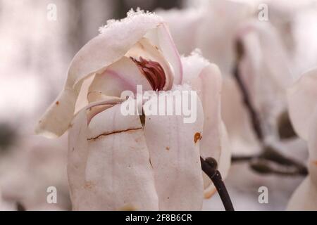06. April 2021, Sachsen, Dresden: Gefrorene Magnolienblüte mit Schneekristallen auf Blütenblättern. Foto: Tino Plunert/dpa-Zentralbild/ZB Stockfoto