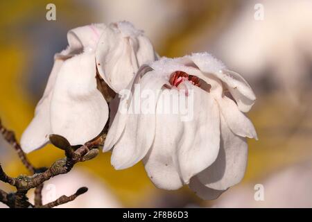 06. April 2021, Sachsen, Dresden: Gefrorene Magnolienblüten mit Schneekristallen auf Blütenblättern. Foto: Tino Plunert/dpa-Zentralbild/ZB Stockfoto