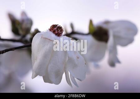 06. April 2021, Sachsen, Dresden: Gefrorene Magnolienblüten mit Schneekristallen auf Blütenblättern. Foto: Tino Plunert/dpa-Zentralbild/ZB Stockfoto
