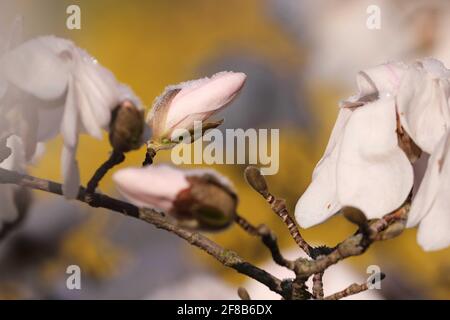 06. April 2021, Sachsen, Dresden: Knospe einer Magnolie mit Schneekristallen, umgeben von gefrorenen Magnolienblüten. Foto: Tino Plunert/dpa-Zentralbild/ZB Stockfoto