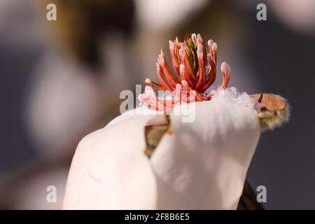 06. April 2021, Sachsen, Dresden: Gefrorene Magnolienblüte mit Schneekristallen auf Blütenblättern. Foto: Tino Plunert/dpa-Zentralbild/ZB Stockfoto