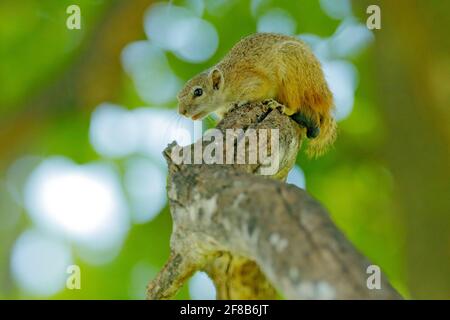 Baumhörnchen, Paraxerus cepapi chobiensis, Detail eines exotischen afrikanischen Kleinsäugers auf dem Baum. Okavango-Delta, Botswana, Afrika. Wildtiere Natur. Stockfoto