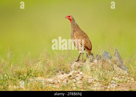 Rothalsfrankolin, Pternistis afer, Vogel im Naturlebensraum, Okavango, Delta, Botswana, Afrika. Abendlicht mit Vogel, der auf dem Baum-Truu sitzt Stockfoto