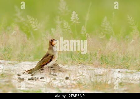 Halsbandpratincole, Glareola pratincola, Vogel im Sandgras, Moremi, Okavango Delta, Botswana. Wildtierszene aus der Natur, AFR Stockfoto