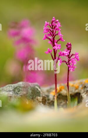 Orchis quadripunctata, Orchidee mit vier Punkten, Gargano in Italien. Blühende europäische terrestrische Wildorchidee, Lebensraum der Natur. Schönes Detail der Blüte, sp Stockfoto