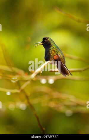 Schwarzbauchhummingbird, der seltene endemische Kolibri aus Costa Rica, die Pherusa nigriventris. Tier in der Natur Lebensraum. Stockfoto