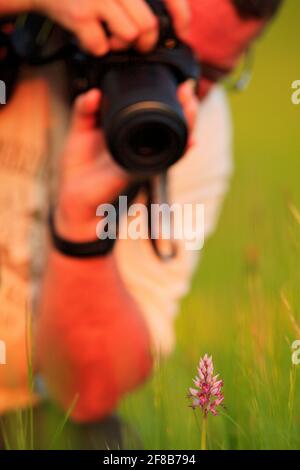 Fotograf mit Kamera und Orchis militaris, militärische Orchidee. Blühende europäische terrestrische Wildorchidee im Naturlebensraum, Detail der Blüte, Tschechische R Stockfoto