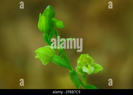 Epipactis moravica, mährische Helleborine, wilde Orchidee in Naturgebiet, Tschechische Republik. Blühende europäische terrestrische Orchidee im Wald. Nahaufnahme det Stockfoto