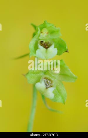 Epipactis pontica Pontic Helleborine, Detail der Oechidblüte. Wilde Orchidee im Naturhabitat, Tschechische Republik. Blühende europäische terrestrische Orchidee in Stockfoto