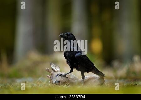 Rabe mit toter Europäischer Hirsche, Schlachtkörper im Wald. Schwarzer Vogel mit Kopf auf der Waldstraße. Tierverhalten, Fütterungsszene in Deutschland, Europ Stockfoto