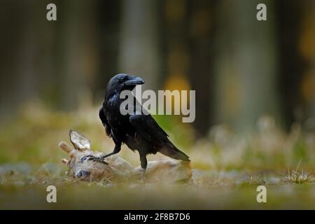 Rabe mit toter Europäischer Hirsche, Schlachtkörper im Wald. Schwarzer Vogel mit Kopf auf der Waldstraße. Tierverhalten, Fütterungsszene in Deutschland, Europ Stockfoto