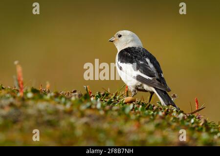 Schneehammer, Plectrophenax nivalis, Sperlingsvögel aus der Familie Calcariidae, Arktisspezialist aus Svalbard, Norwegen. Vogel im Gras, Natur Habita Stockfoto