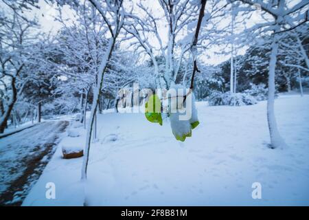 Schneebedeckte Blätter auf den Ästen. Verschneite Bäume im Wald. Winterhintergrundfoto. Stockfoto