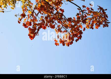 Herbst im Stirin Castle Park Stockfoto