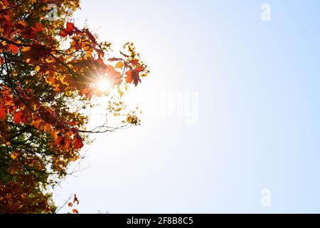 Herbst im Stirin Castle Park Stockfoto