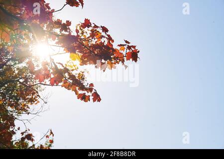 Herbst im Stirin Castle Park Stockfoto