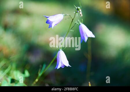 Herbst im Stirin Castle Park Stockfoto