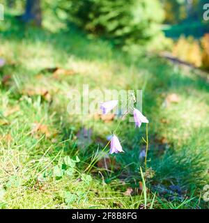 Herbst im Stirin Castle Park Stockfoto