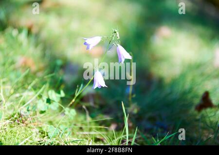 Herbst im Stirin Castle Park Stockfoto