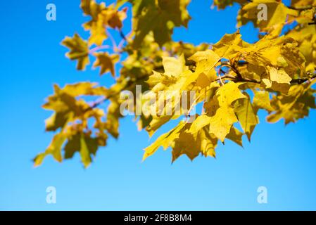 Herbst im Stirin Castle Park Stockfoto