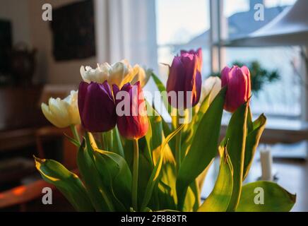 PurpleTulpen in Vase, Nahaufnahme Stockfoto