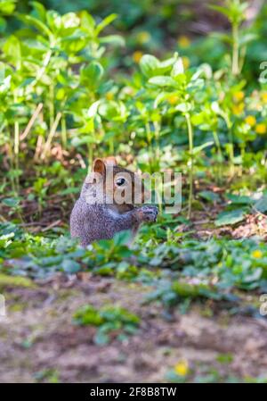 Europäisches Grauhörnchen (Sciurus carolinensis) saß im Kaninchenloch und ernährt sich von Erdnüssen, Woolhope Herefordshire, Großbritannien. April 2021 Stockfoto