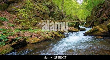 bach schlängelt sich durch Felsen im Wald. Schnelles Wasser fließt zwischen moosigen Felsbrocken und Buchen. Wunderbare Naturkulisse im Frühjahr Stockfoto