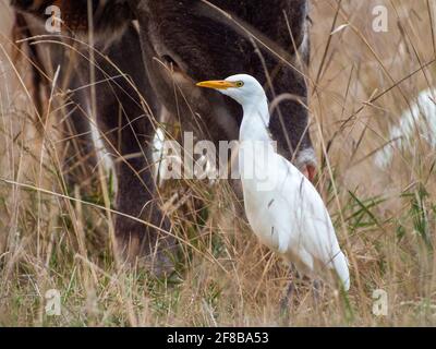 Ein einziger Bubulcus ibis geht durch hohes Gras. Hinter ihm grast eine schwarze Kuh. Ile d'Oléron, Frankreich Stockfoto