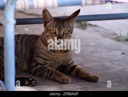 Inländische Indianer gestreifte Kätzchen. Nette junge Katze isoliert mit ihrem ursprünglichen Hintergrund. Indoor Haustiere, Veterinär-und Werbekonzept. Detaillierte Outd Stockfoto
