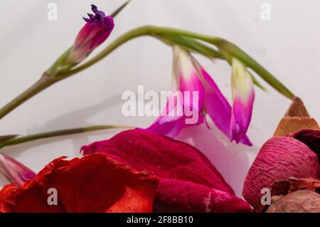 Violette Wildblume mit getrockneten Rosenblättern. Konzept. Sommeratmosphäre. Stockfoto