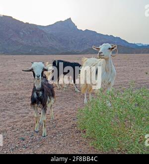 Landschaftlich reizvoller Blick auf die öde karge östliche Wüste in Ägypten Mit einer Herde von Sahelian Peulh Ziegen und Bergen Stockfoto