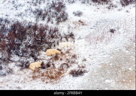 Luftaufnahme von der arktischen Hudson Bay mit Eisbär (Ursus maritimus), der auf Algen ruht, Churchill, Manitoba, Kanada. Stockfoto