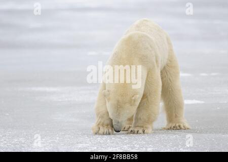 Eisbär (Ursus maritimus) schratcht im Meereis für gefrorenen Fisch, Churchill, Manitoba, Kanada. Stockfoto