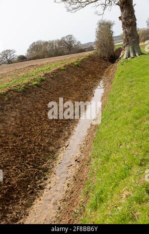 Vor kurzem gerodeten Drainage Graben Abfluss Wasser von Feldern nach River Deben, Sutton, Suffolk, England, Großbritannien Stockfoto