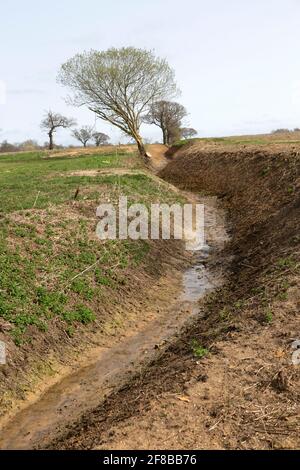 Vor kurzem gerodeten Drainage Graben Abfluss Wasser von Feldern nach River Deben, Sutton, Suffolk, England, Großbritannien Stockfoto