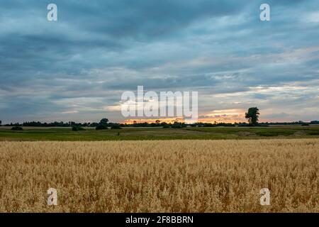 Haferfeld und Abendwolken am Himmel, Blick auf den Sommer Stockfoto