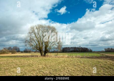 Einzelner großer Baum ohne Blätter und eine Frühlingswiese Stockfoto