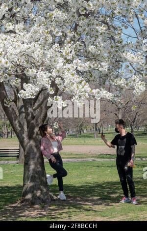 Ein asiatischer Amerikaner und vermutlich seine Freundin fotografieren unter einem Apfelblütenbaum in einem Park in Queens, New York City. Stockfoto