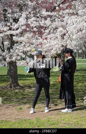 2 Asiatisch-amerikanische Frauen machen Fotos und Selfies unter den Frühlingsblüten im Flushing Meadows Corona Park in Queens New York City. Stockfoto