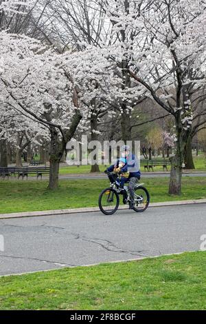 Ein asiatisch-amerikanischer Vater und Sohn radeln (vermutlich) in einem Park in Queens, New York City, an Apfelblüten- und Kirschblütenbäumen vorbei. Stockfoto