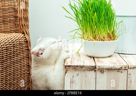 Weißes britisches Kätzchen frisst grünes Gras. Inneneinrichtung. Stockfoto