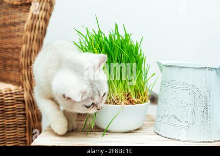 Weißes britisches Kätzchen frisst grünes Gras. Inneneinrichtung. Stockfoto