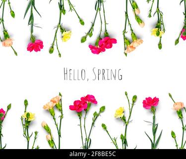 Bouquet von rosa Nelkenblume isoliert auf weißem Hintergrund Draufsicht Flat Lay Holiday Card Hallo Frühling, Sesonkonzept. Stockfoto