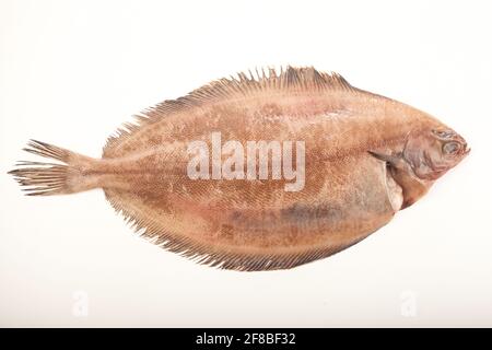 Seefisch auf weißem Hintergrund Stockfoto