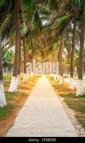 Vertikaler Spaziergang Weg Blick entlang vieler Kokospalmen und dramatisch Licht am Haikou Strand in Hainan China Stockfoto