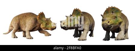 Junge Triceratops horridus, eine Gruppe von Dinosauriern isoliert auf weißem Hintergrund Stockfoto